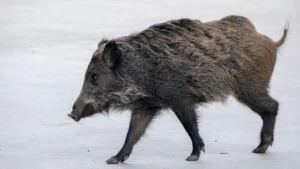 risarcimento danni fauna selvatica