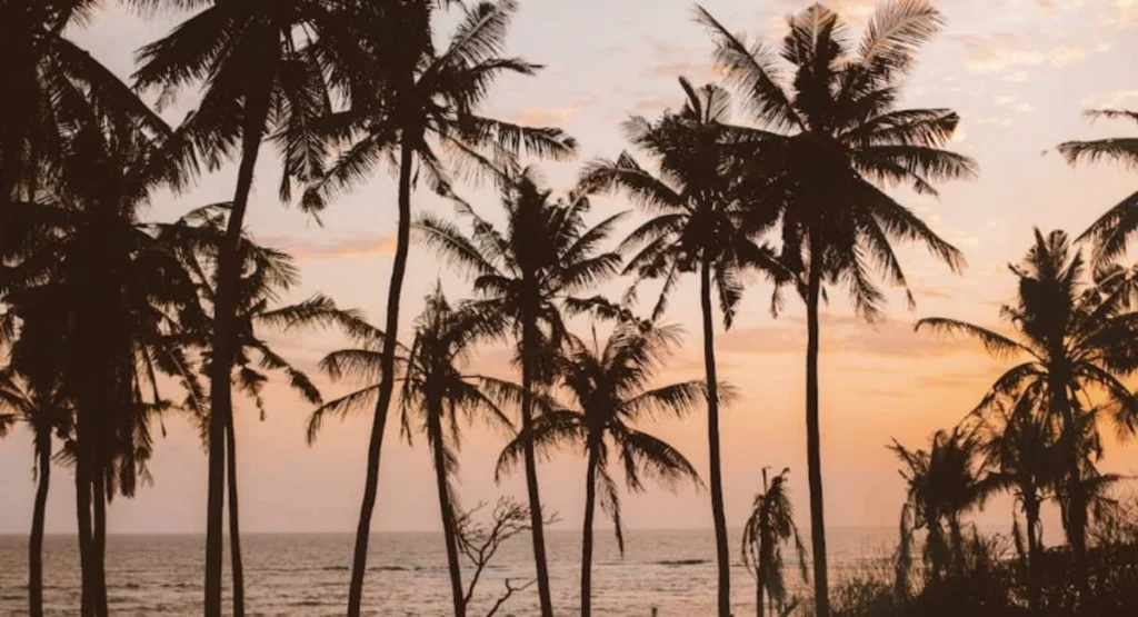 Silhouette di palme tropicali durante un tramonto colorato, rappresentazione del periodo di ferie annuali retribuite