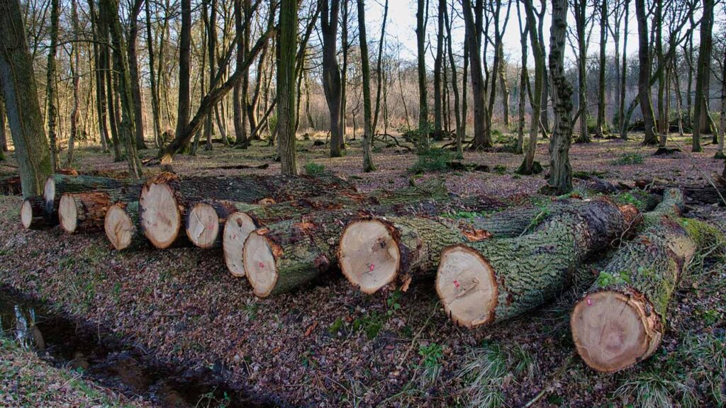 ETF Legname: i fondi per puntare sul mercato globale delle foreste commerciali