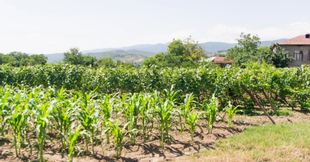 Un campo di mais